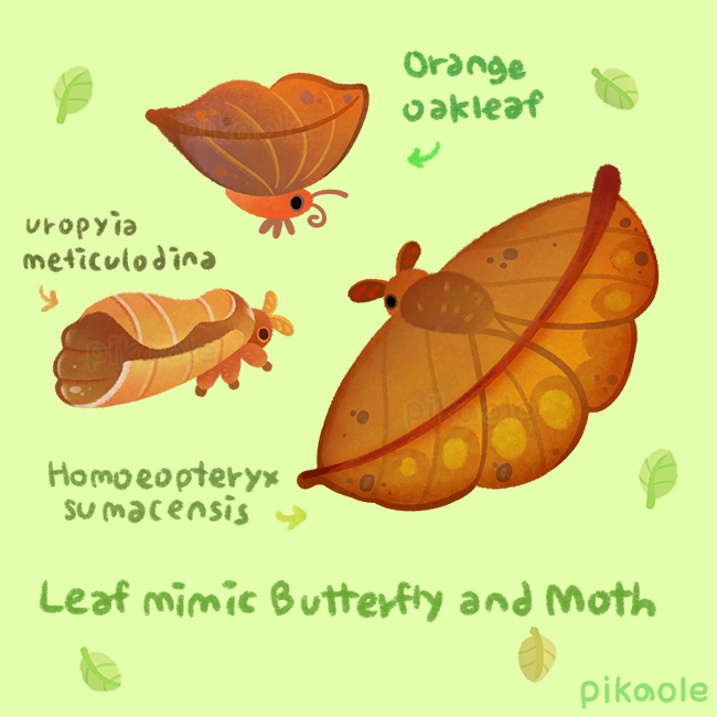 original drawn by pikaole
