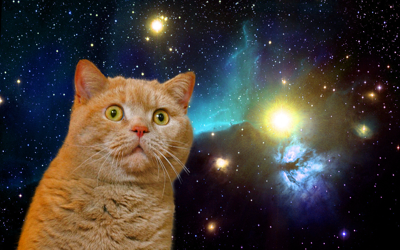 space cat meme