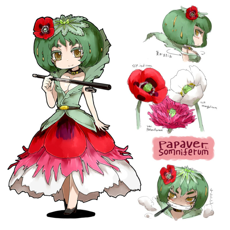 papaver somniferum (oso-teki kinoko gijinka zukan) drawn by oso_(toolate)