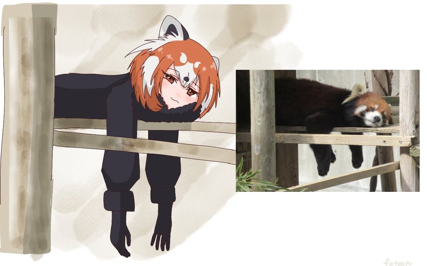 red panda (kemono friends and 1 more) drawn by futoon_ton