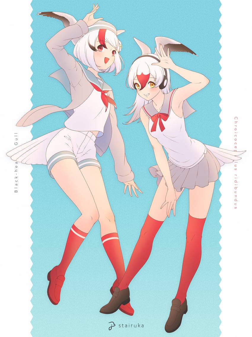 black-headed gull (original and 1 more) drawn by stylecase