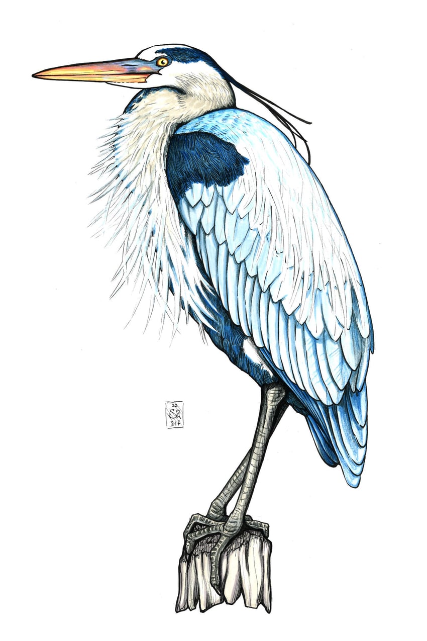 original drawn by veronrishka